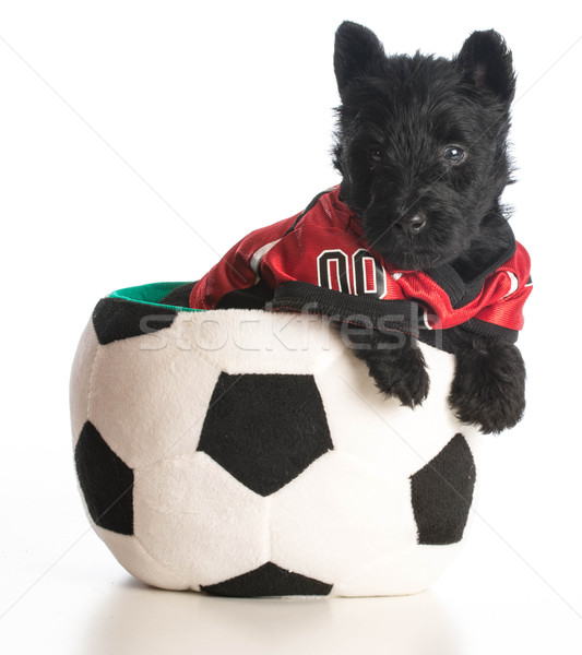Sportok vadászkutya terrier kutyakölyök visel ül Stock fotó © willeecole