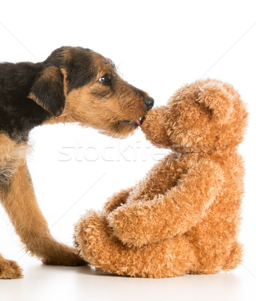 cute puppy and teddy bear Stock photo © willeecole