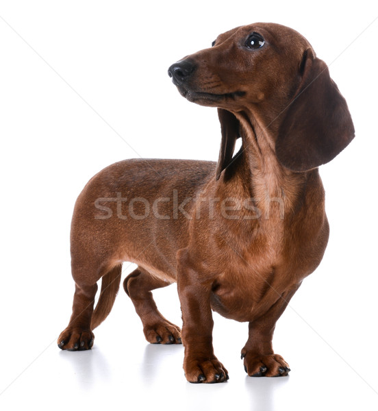 dachshund Stock photo © willeecole