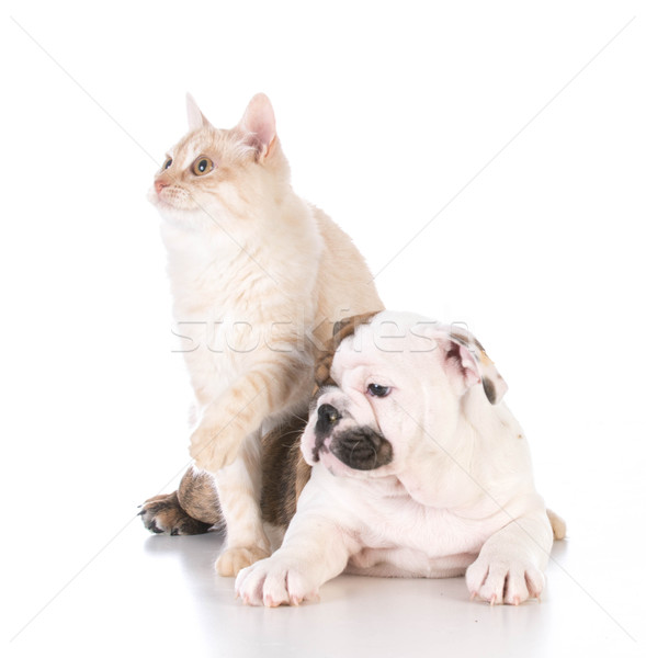 Chien chat isolé blanche animaux chaton [[stock_photo]] © willeecole