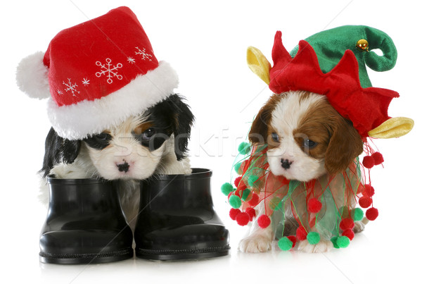 puppy santa and elf Stock photo © willeecole