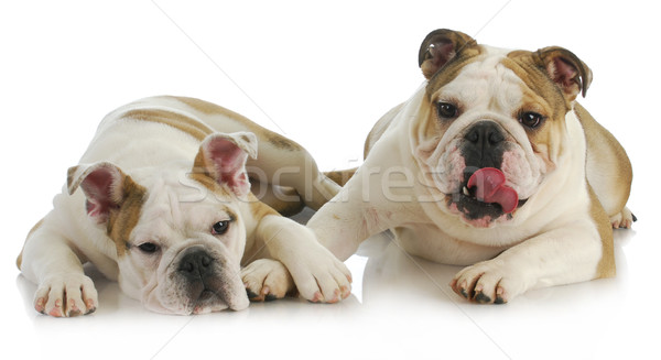 Stock photo: puppy love