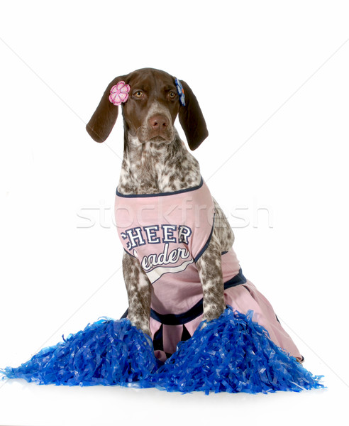 Chien up comme cheerleader blanche Photo stock © willeecole