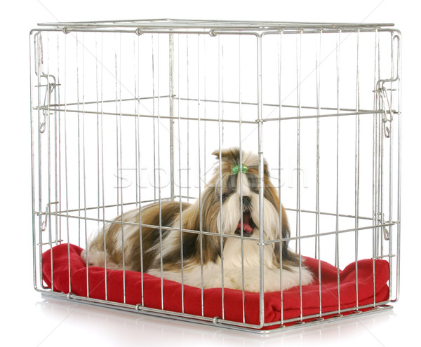 dog in a crate Stock photo © willeecole