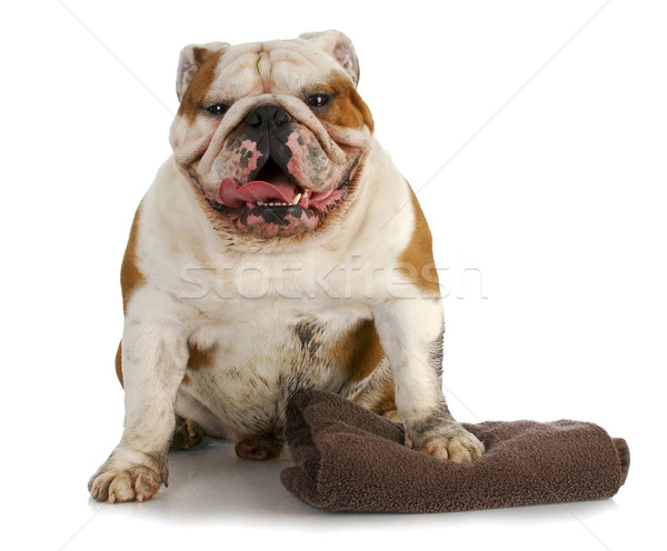 Stock fotó: Koszos · kutya · kész · fürdőkád · angol · bulldog