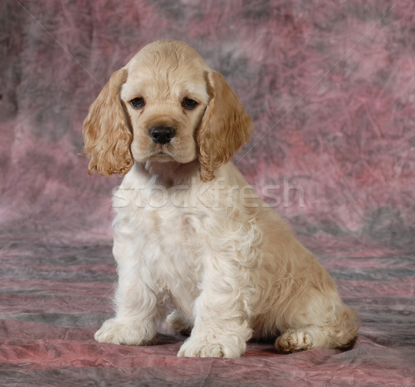 cute puppy Stock photo © willeecole