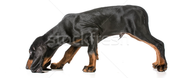 Hund Jagdhund schwarz Boden weiß Stock foto © willeecole
