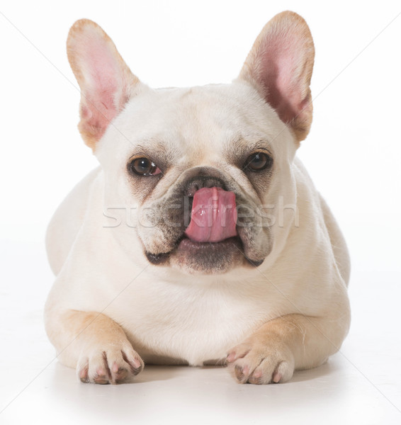 Français bulldog chiot lèvres blanche [[stock_photo]] © willeecole