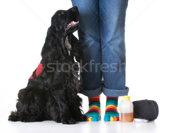 Usługi psa cukrzycowy posiedzenia obok Zdjęcia stock © willeecole