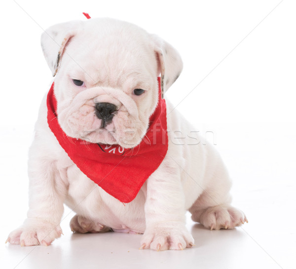 seven week old puppy Stock photo © willeecole