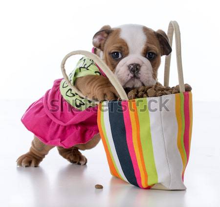 Stock photo: hunting dog