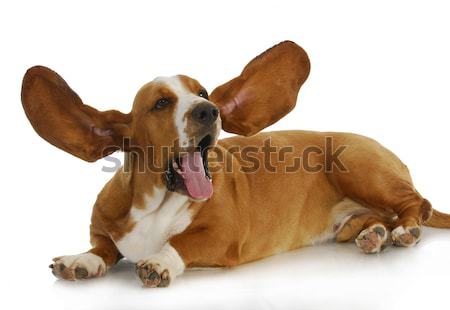 Iki aptal ifadeler beyaz köpek portre Stok fotoğraf © willeecole