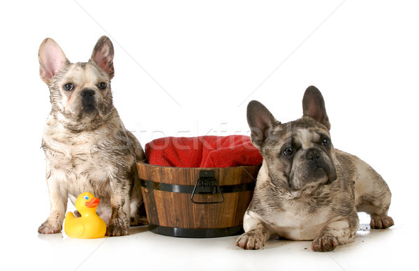 Stock photo: dirty dogs