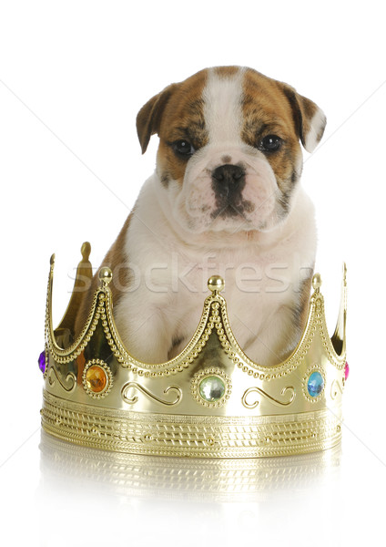 spoiled puppy Stock photo © willeecole
