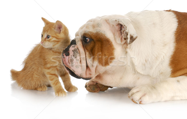 Stockfoto: Hond · kat · Engels · bulldog · naar · achtergrond