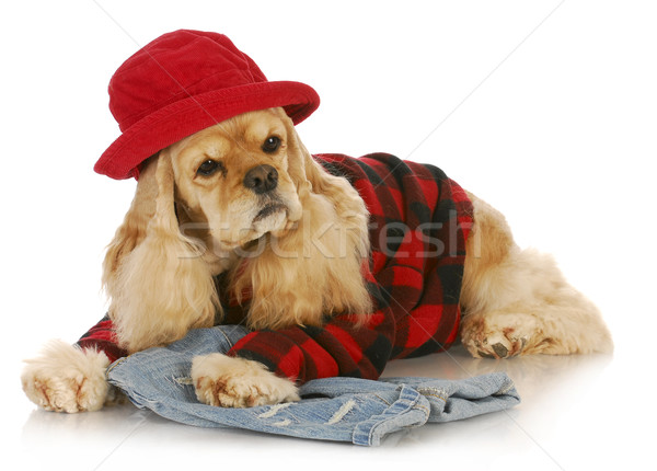 Stockfoto: Cute · hond · Rood · hoed