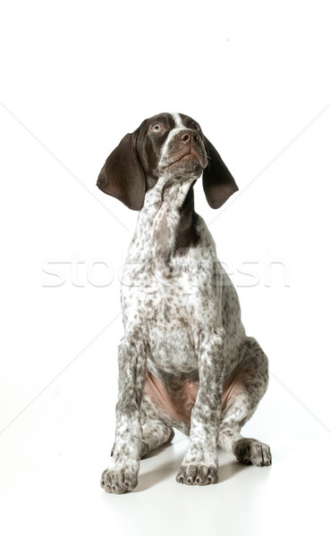 german shorthaired pointer puppy Stock photo © willeecole