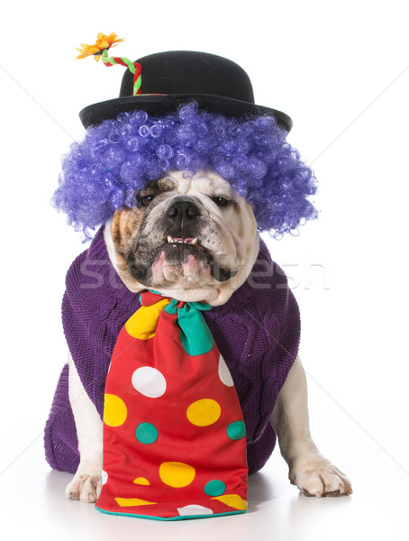 商业照片: 狗 · 小丑 · 服装 · 白 / silly dog wearing clown
