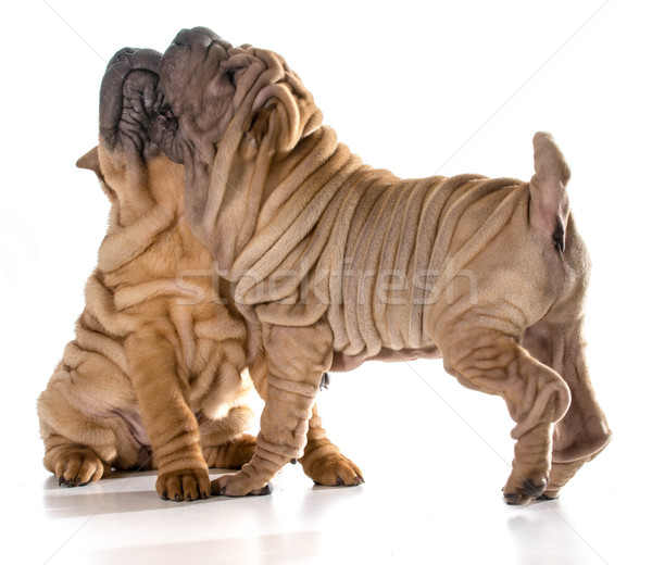 Chiens jouer deux chinois chiots [[stock_photo]] © willeecole