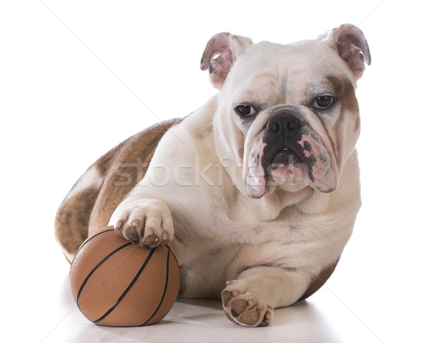 puppy playing with a ball Stock photo © willeecole