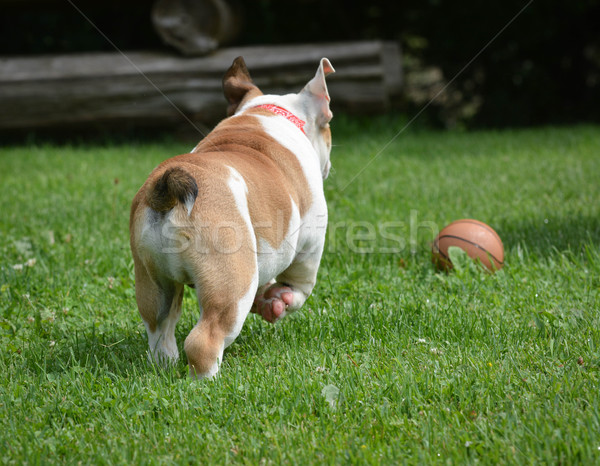 Câine bilă engleză buldog iarbă exercita Imagine de stoc © willeecole