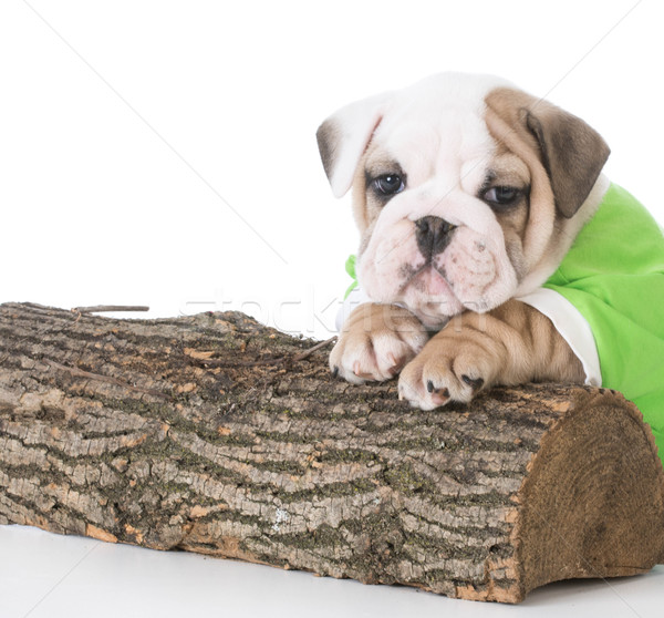 Cute bulldog cucciolo climbing legno animale Foto d'archivio © willeecole