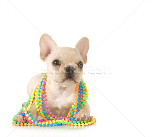 Cute chiot français bulldog Homme coloré [[stock_photo]] © willeecole