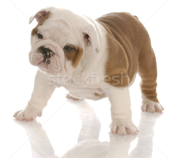 Seven Week Old Red And White English Bulldog Puppy Standing With Red And White English Bulldog Puppy