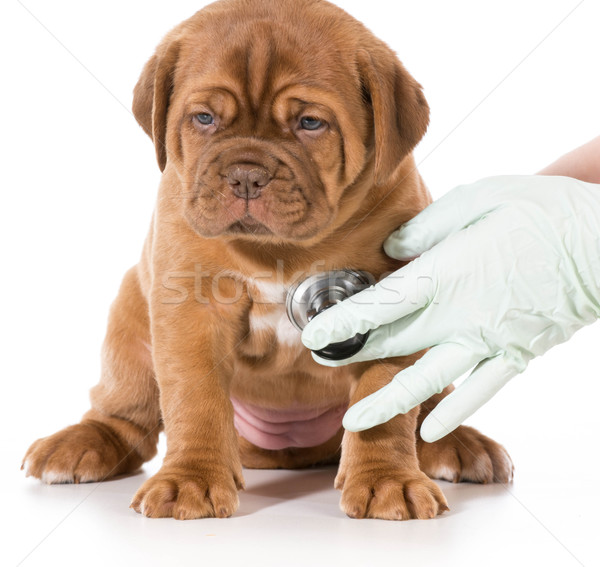 Stock photo: veterinary care