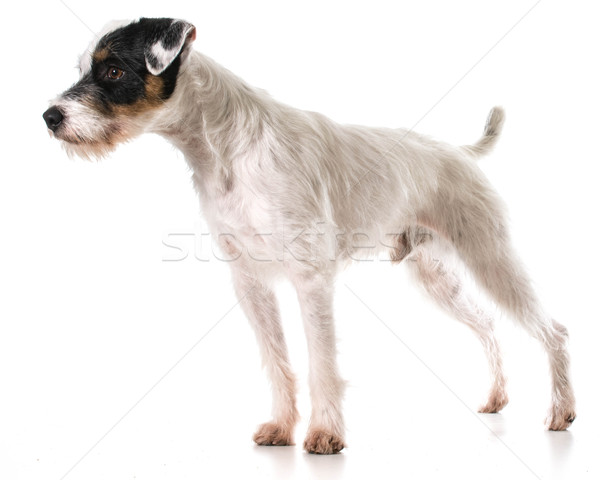 Terrier pie retrato blanco sesión mascota Foto stock © willeecole