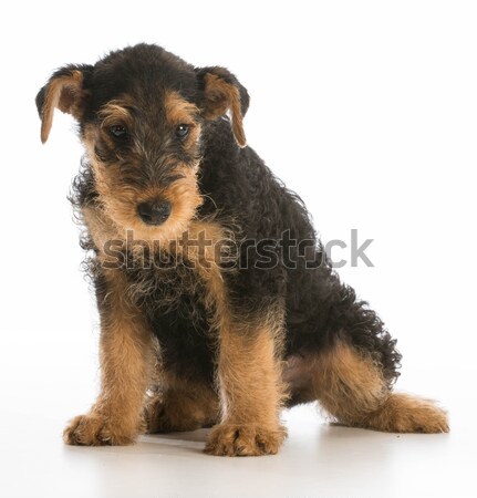 cute puppy Stock photo © willeecole