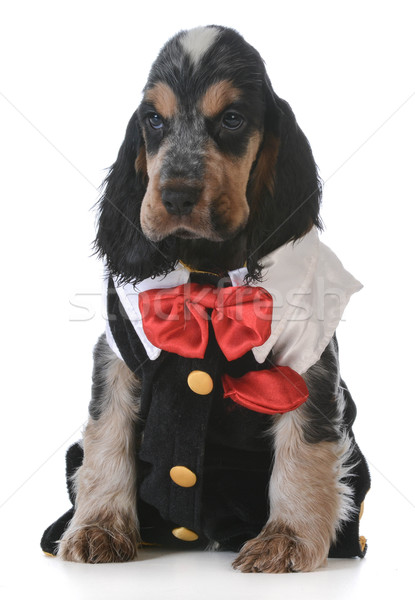 かわいい 子犬 英語 着用 タキシード 白 ストックフォト © willeecole