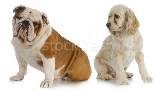 two dogs Stock photo © willeecole