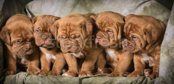 Chiots fille bébé chien bleu [[stock_photo]] © willeecole