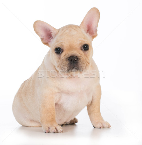 Cute chiot français bulldog séance regarder [[stock_photo]] © willeecole