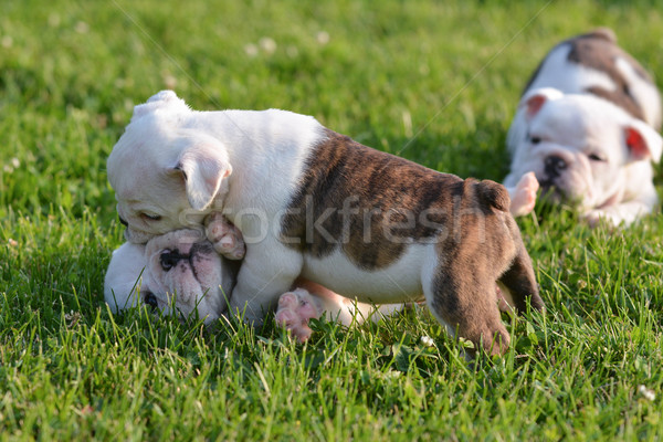 [[stock_photo]]: Chiots · jouer · herbe · seuls · animaux · Wrestling