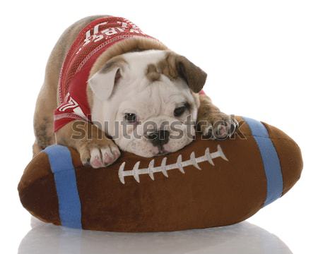 sports hound Stock photo © willeecole