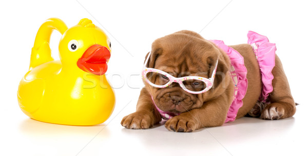 Câine bikini cauciuc raţă frumuseţe ochelari Imagine de stoc © willeecole
