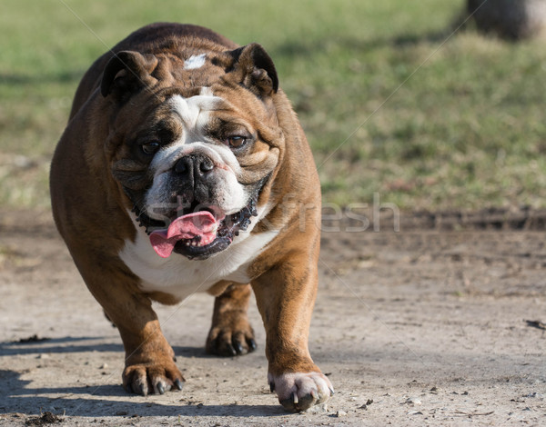 [[stock_photo]]: Anglais · bulldog · déplacement · six · ans · Homme · sport