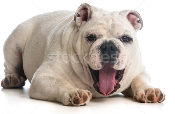 Fericit câine luna vechi engleză buldog Imagine de stoc © willeecole