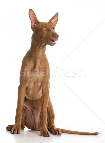 Fáraó vadászkutya vicces kutya hülye portré Stock fotó © willeecole