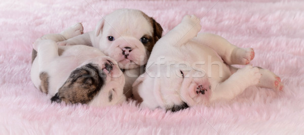 litter of puppies Stock photo © willeecole