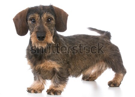 Foto stock: Miniatura · dachshund · pie · blanco · pelo · animales