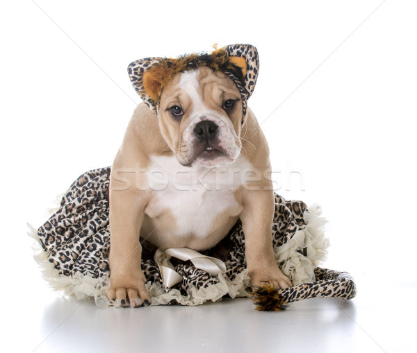 犬 のような ブルドッグ 子犬 着用 猫 ストックフォト © willeecole