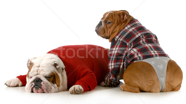 dog couple Stock photo © willeecole