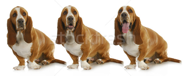 basset hound  Stock photo © willeecole