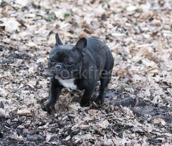 french bulldog Stock photo © willeecole