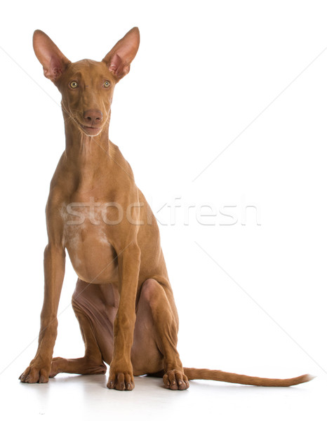 Vicces kutya fáraó vadászkutya portré fiatal Stock fotó © willeecole