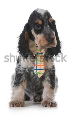 Cute chiot anglais affaires cravate [[stock_photo]] © willeecole