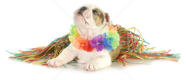 holiday dog Stock photo © willeecole